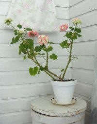 Pelargonie "Appleblossom Rosebud"